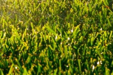 Sprinklers watering a green lawn beside a wet sidewalk in the sunlight.