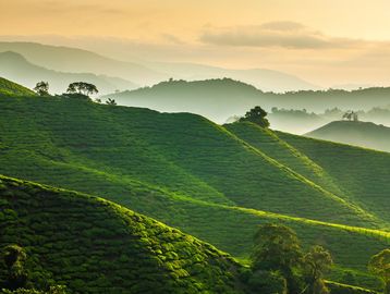 Lush green hills with tea plantations under a golden sunrise.