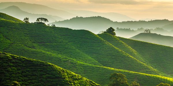 Lush green tea plantations on rolling hills at sunrise.