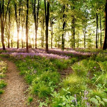 light coming through forest with purple flowers and a trail