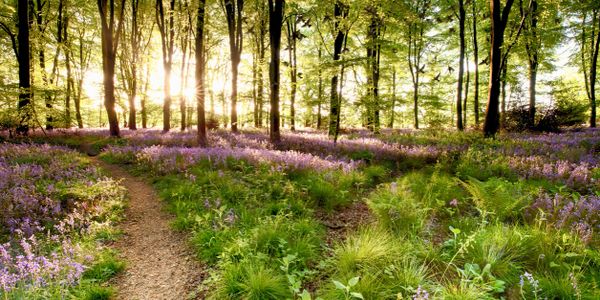 Sunlight filters through trees onto a forest path with purple flowers.
