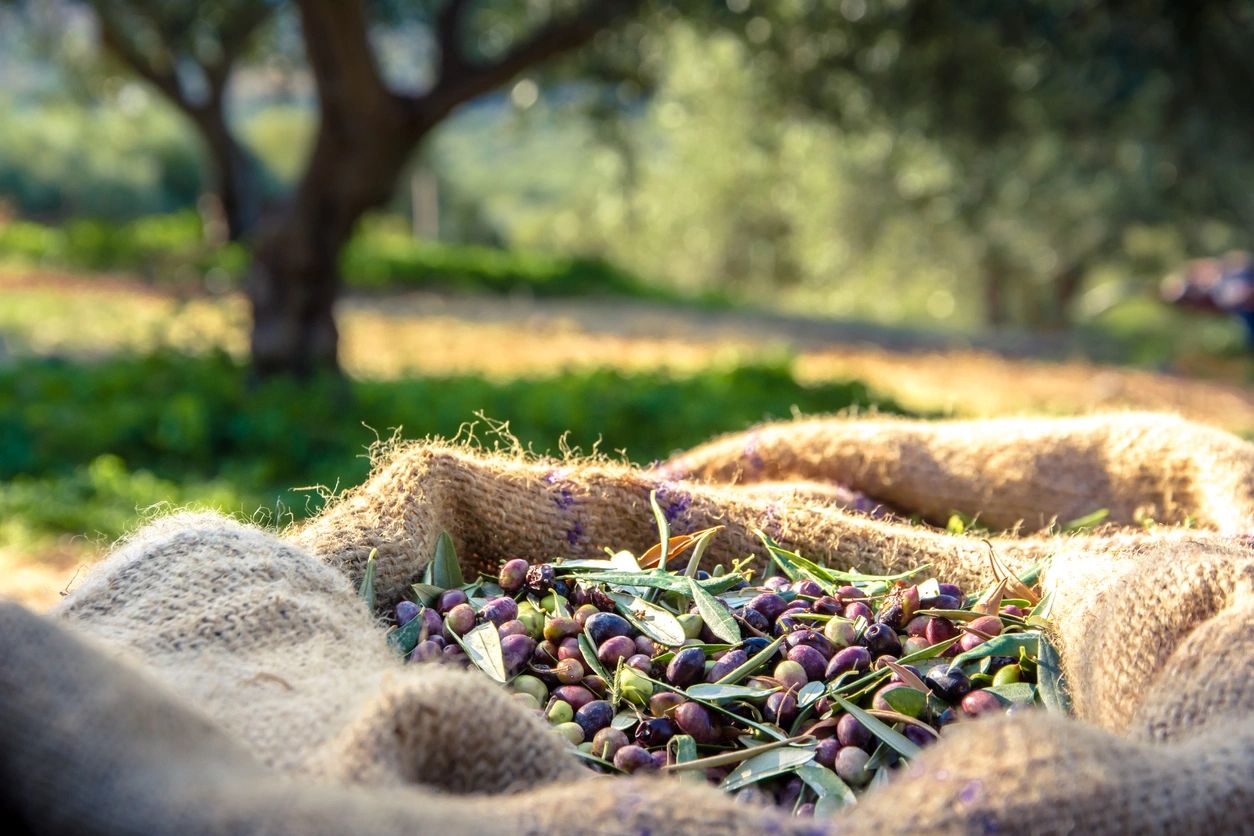 The Cornish Olive Stall