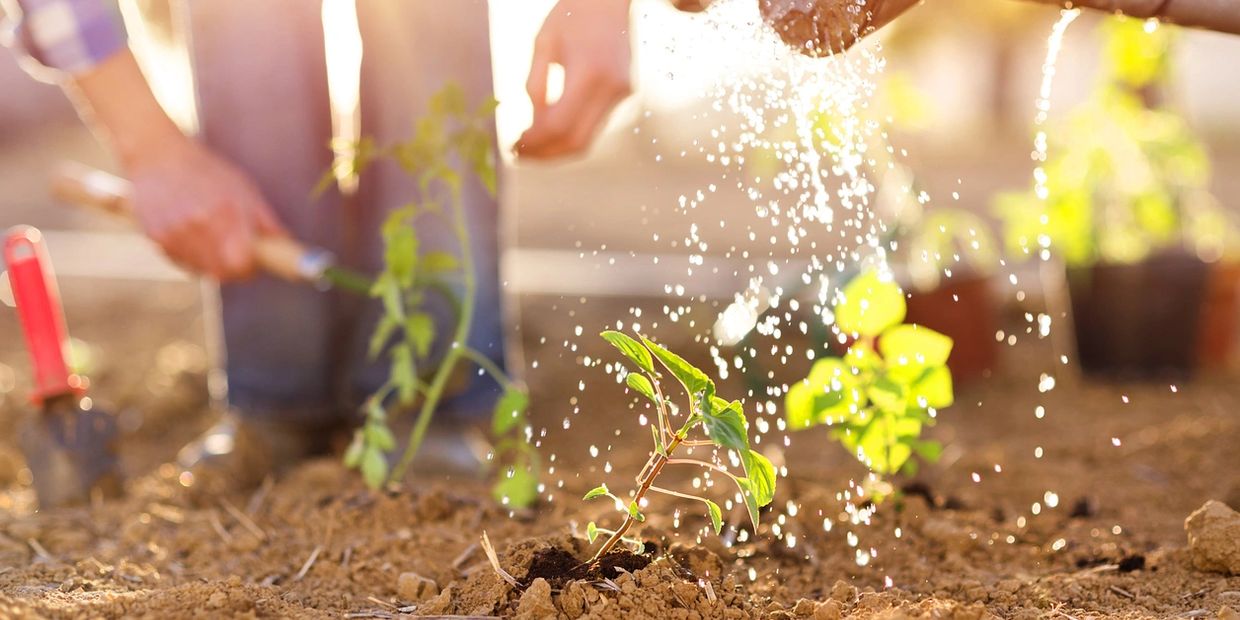 Hands watering young plants in a sunlit garden soil.