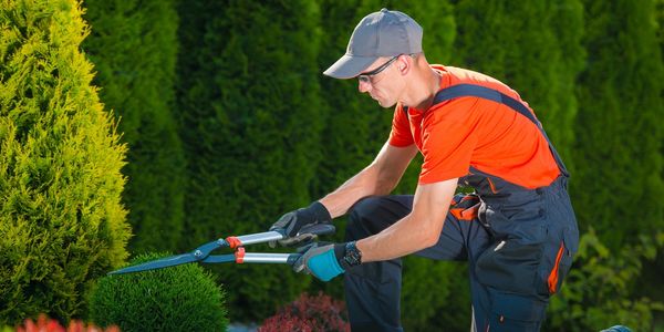 Worker pruning bushes with shears.
