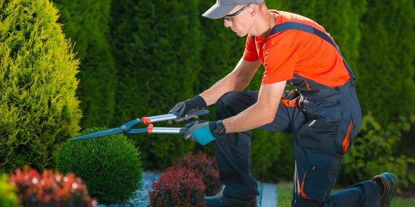 Lawn Care - Hedging