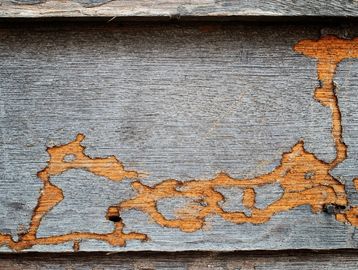 Peeling paint reveals weathered wood beneath on an old surface.