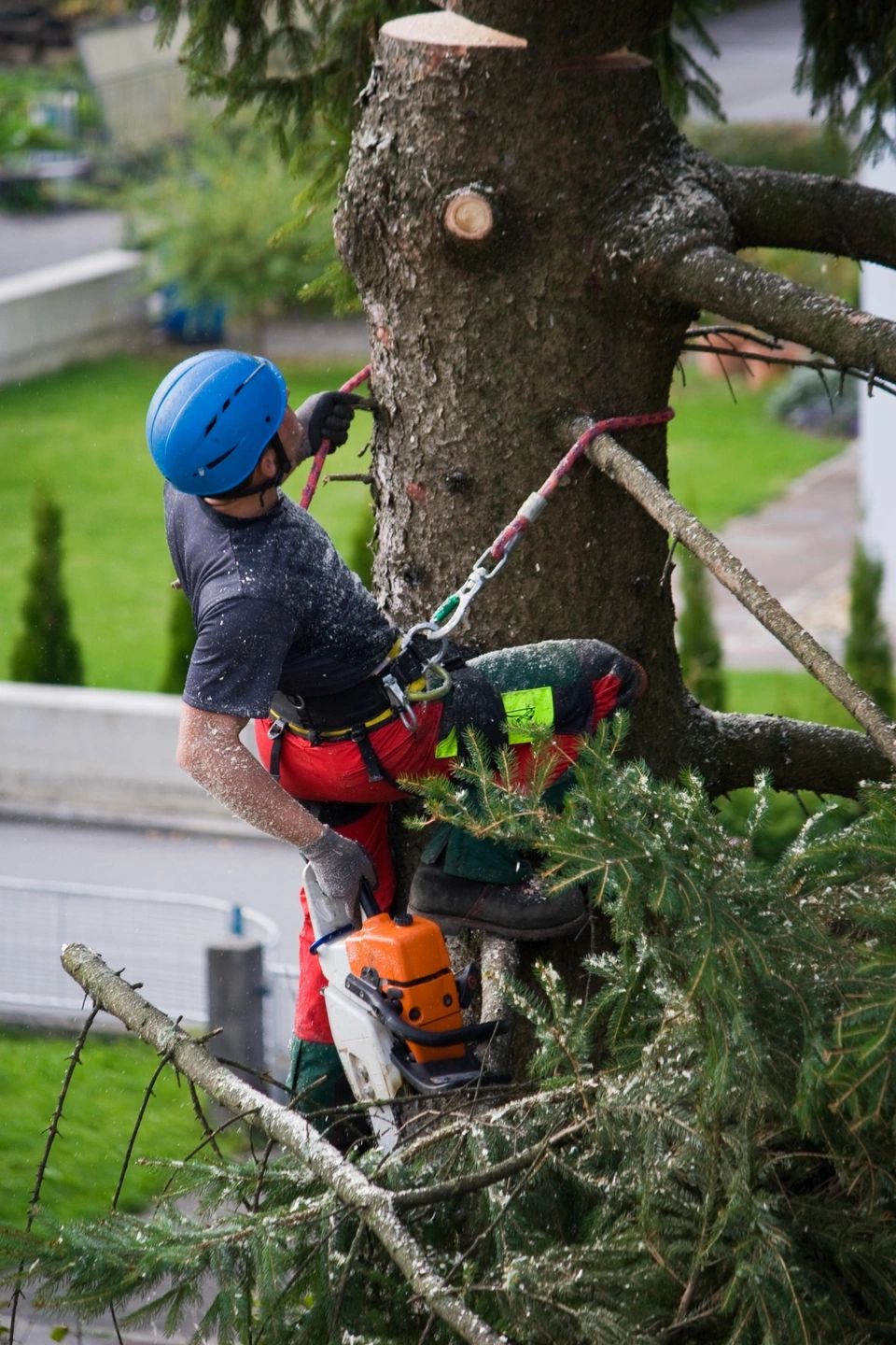 Youngs Tree Service