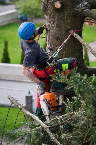 Save Tree Removal Requires Knowhow, Skill, and proper equipment.