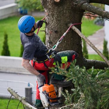 Tree Trimming