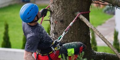 An arborist wearing a harness and helmet is seen ascending a tall oak tree using climbing spikes on his boots.