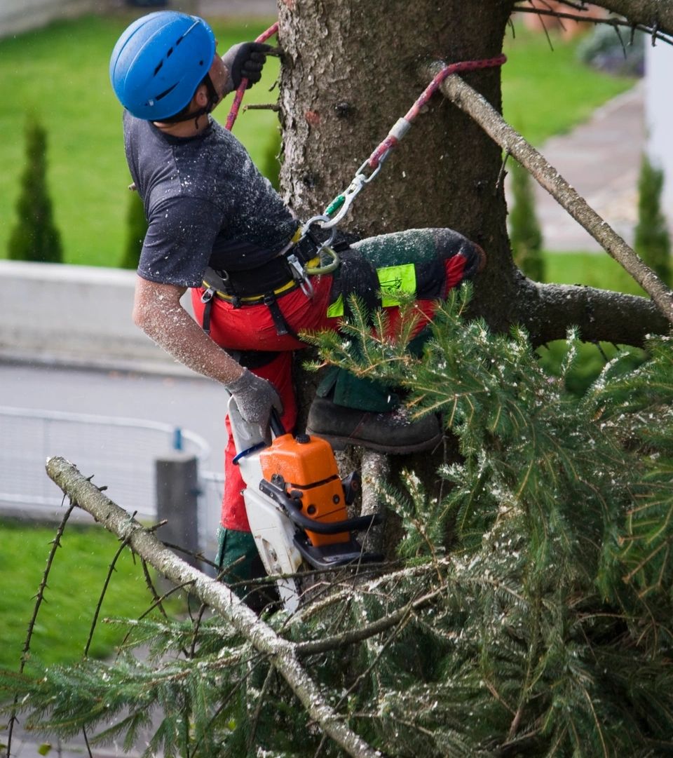 A&M Tree and Stump Grinding Services photo 4