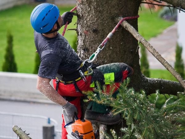 Tree Trimming, Tree Pruning , Tree Removal , Palm Removal , Palm Service , Tree Service 