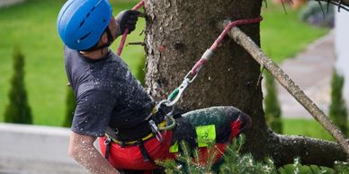 An arborist in safety gear climbing a tree using ropes and harness.