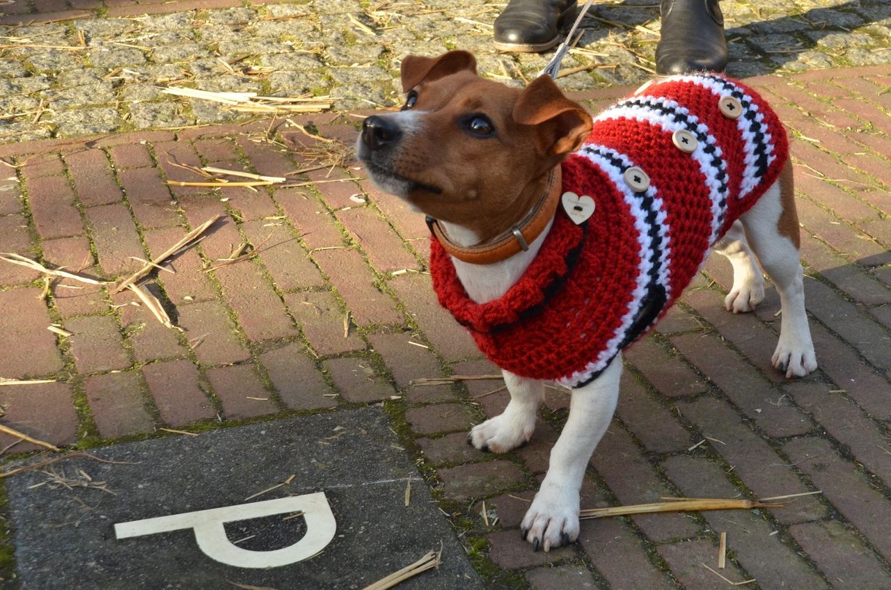Red dog jumper