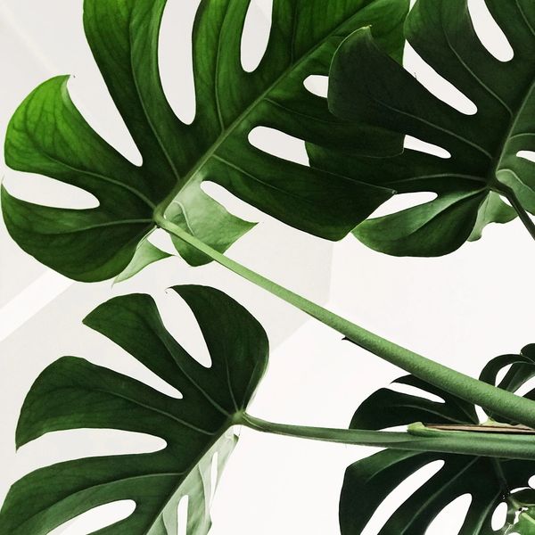Large green monstera leaves against a bright white background.