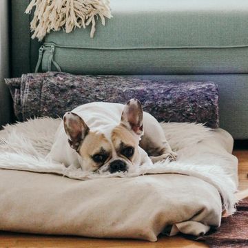 Small dog laying in a dog bed