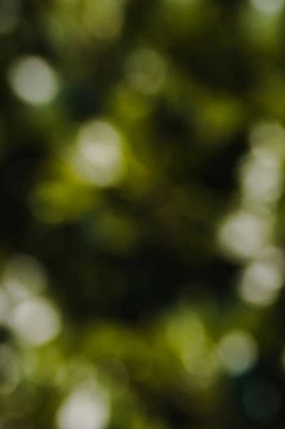 Abstract blurred green and white bokeh lights in natural background.
