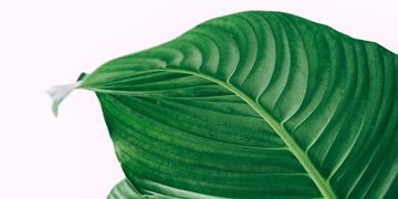 Organic facial
