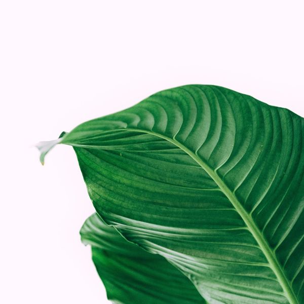 Close-up of vibrant green tropical leaves against a soft white background.
