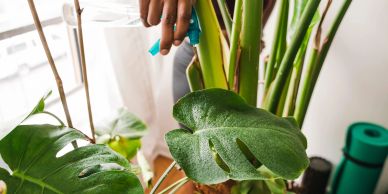 Hand watering indoor green plants with a spray bottle.