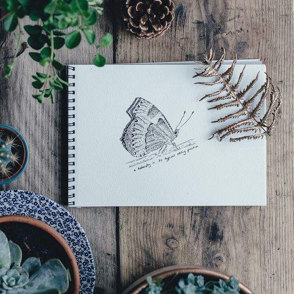 Sketch of a butterfly on a notebook surrounded by plants and pinecones.