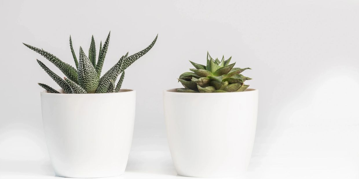 Two succulents in white pots on a white background.