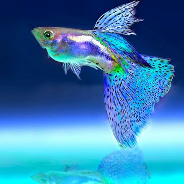 Vibrant blue guppy fish with flowing fins swims gracefully.