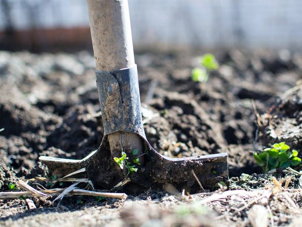 Close-up of a garden hoe digging into soil in a garden bed.
