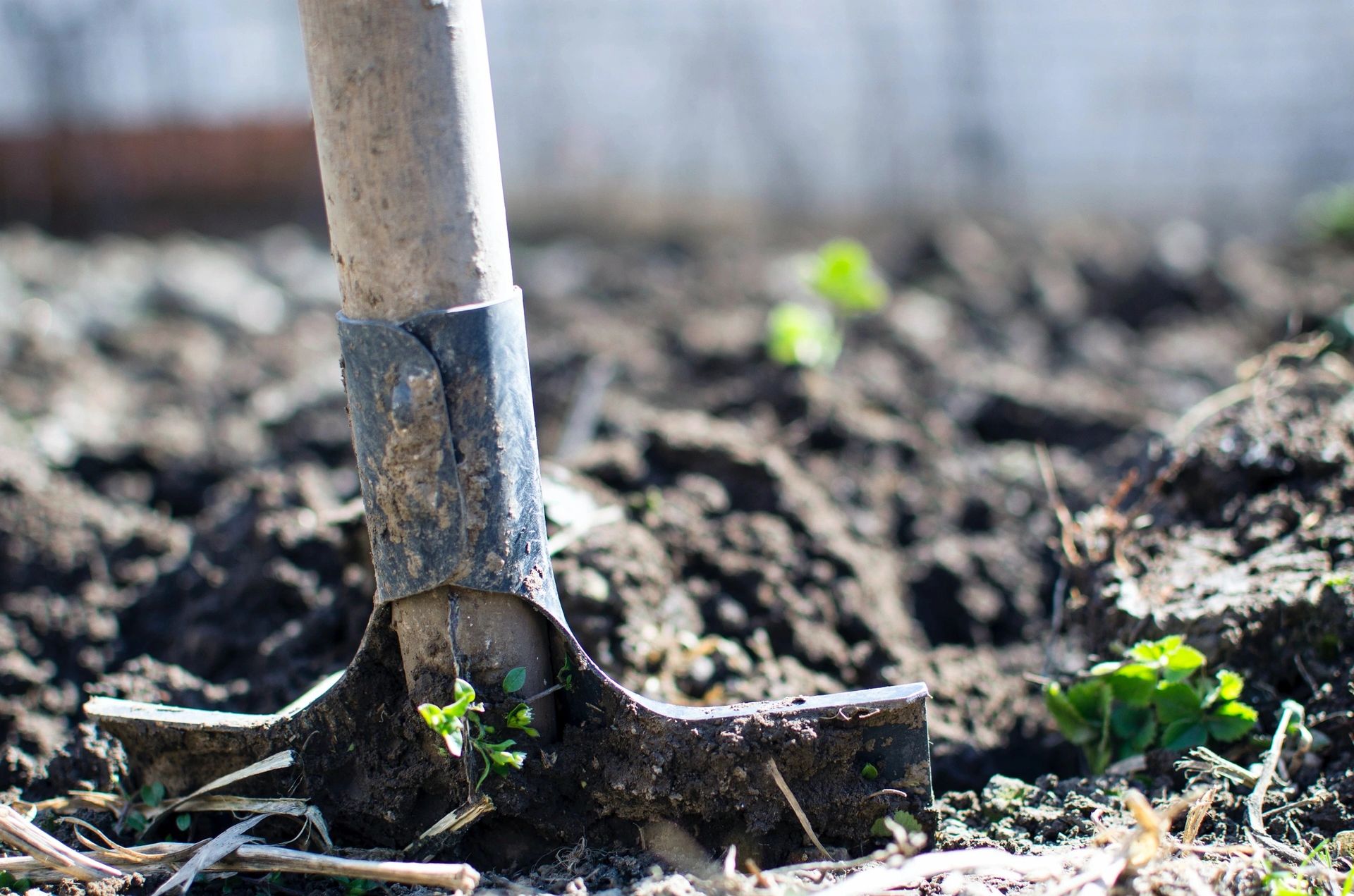 Close-up of a dirty garden shovel stuck in soil with small green plants around.