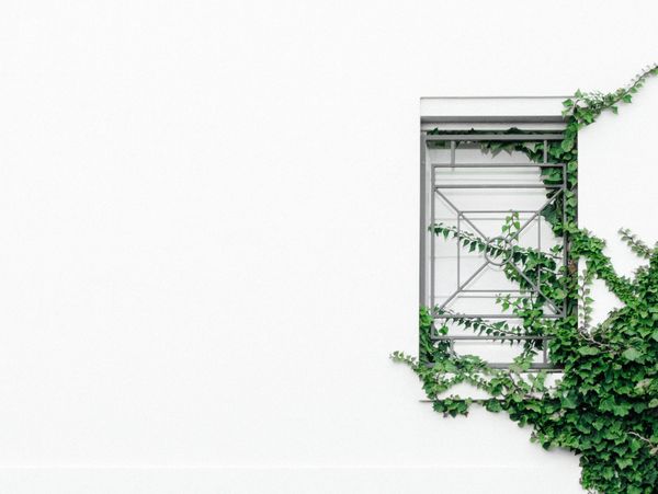 Green ivy creeping around a metal window grate on a white wall.
