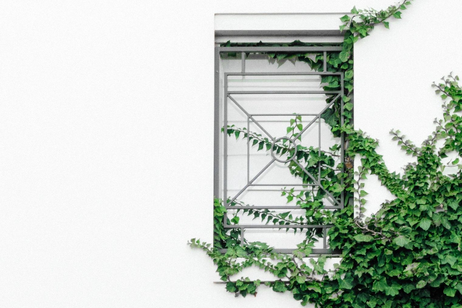 Green ivy climbing around a metal window grille on a white wall.