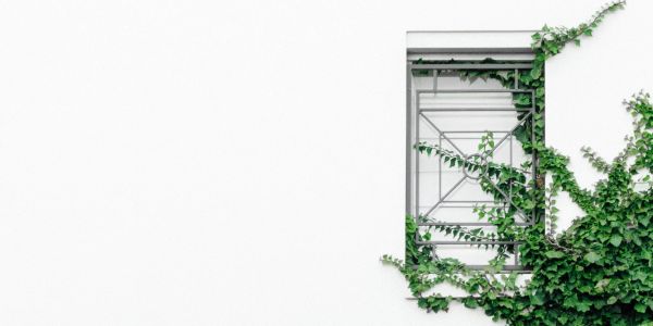 Green vine growing around a window frame on a white wall.