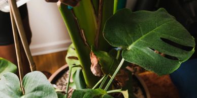 Close-up of a green monstera plant with large leaves in a pot indoors.