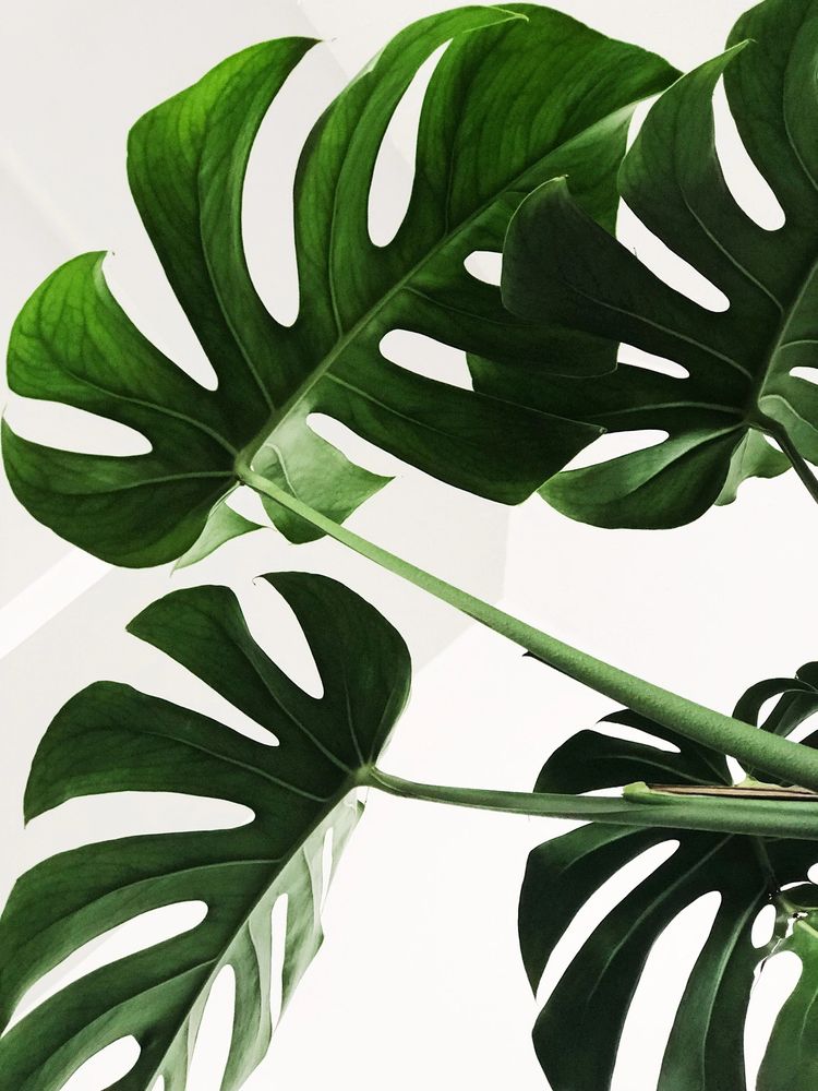 Monstera leaf