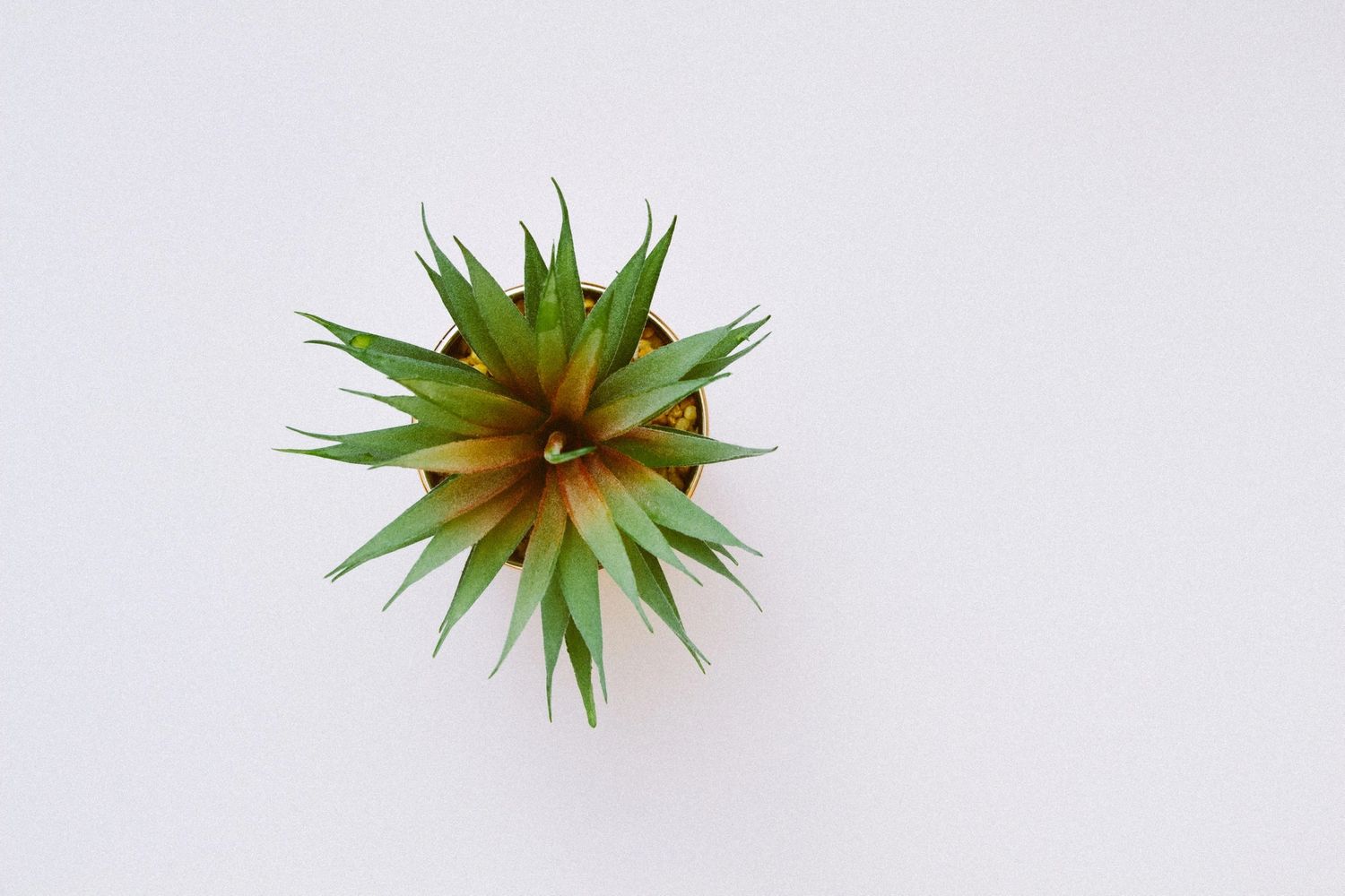Top view of a small green succulent plant in a pot on a white surface.