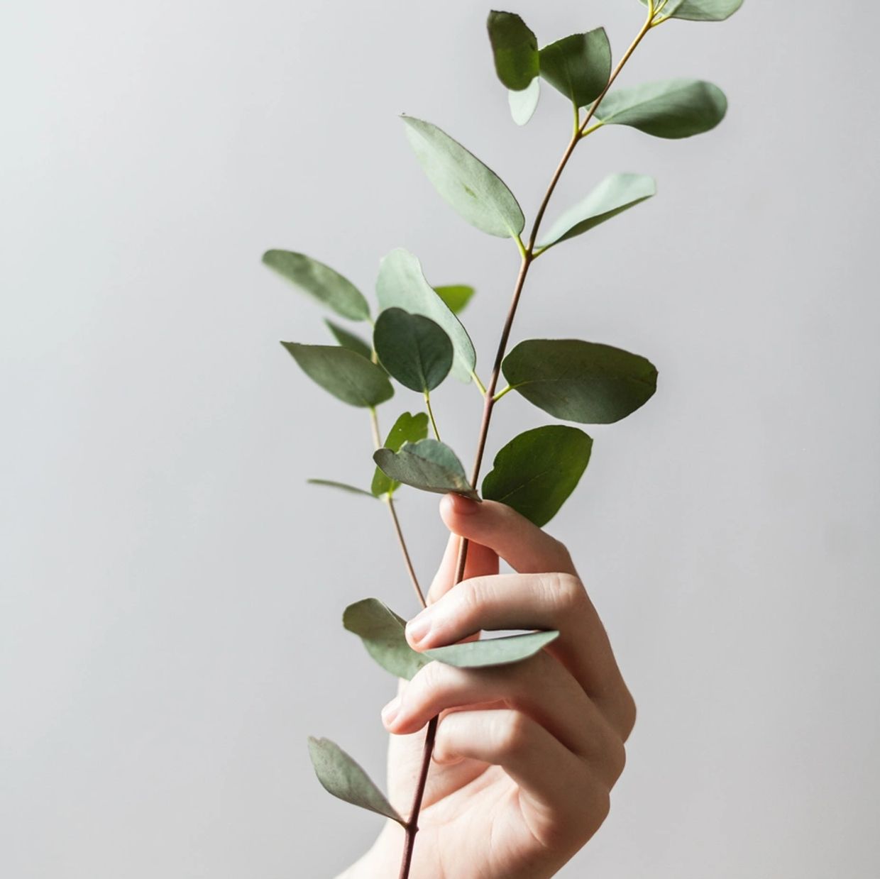 Hand gently holding a eucalyptus branch with green leaves.