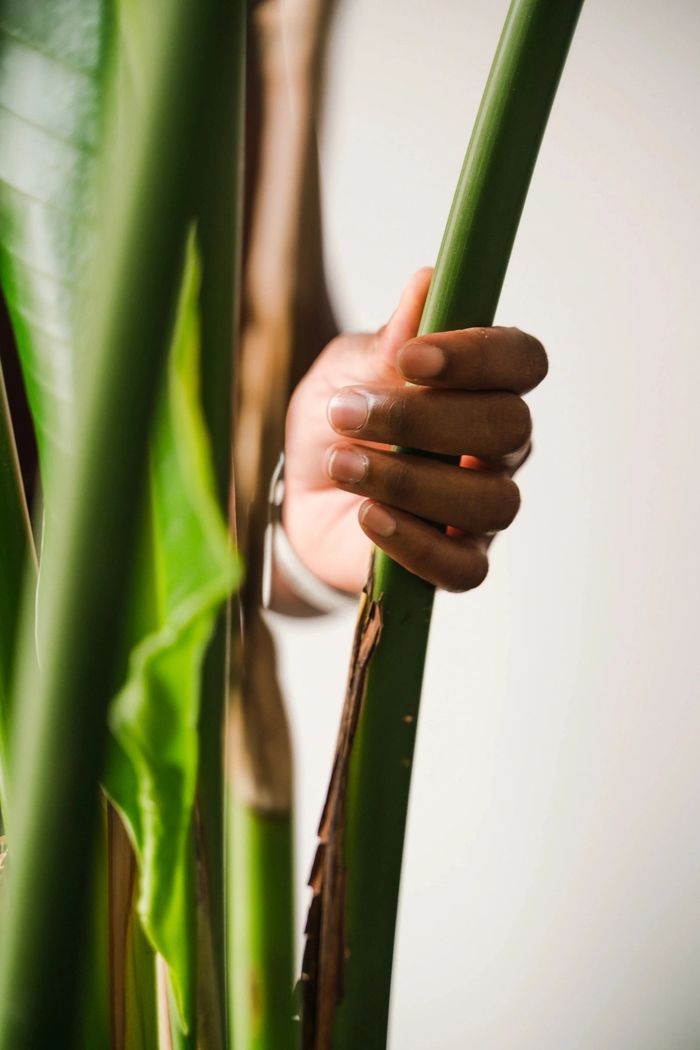 Hand gently grasping a green plant stem indoors.