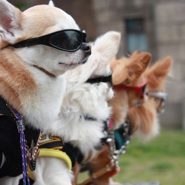 Cool Dog, Cool Chihuahua