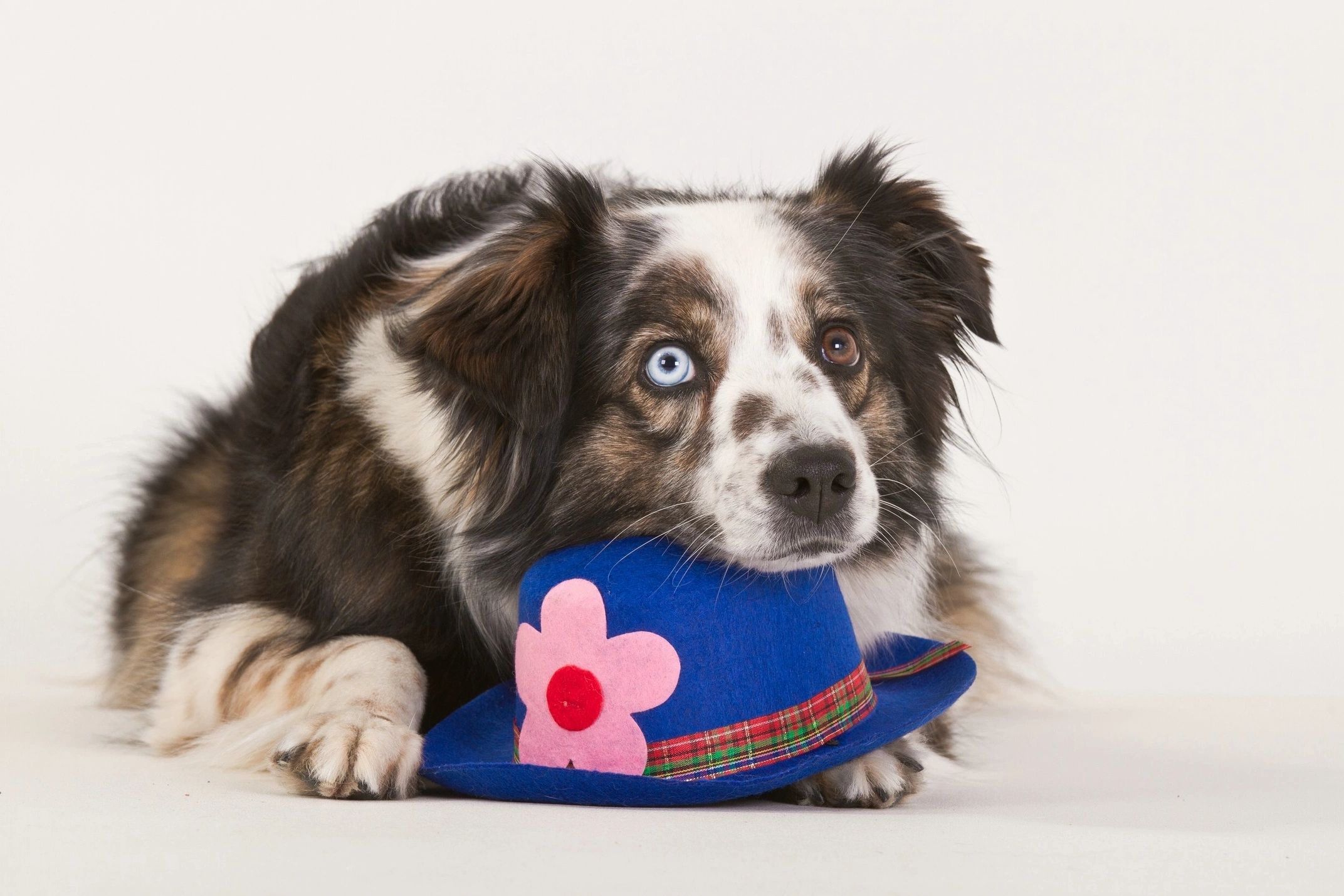 specials and pawmotions at pets are people too