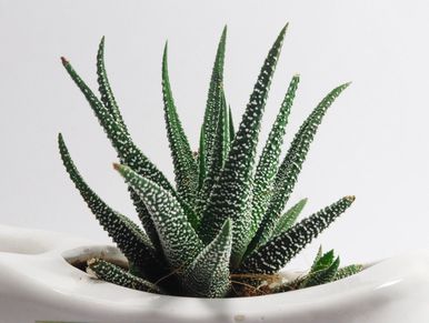 Aloe vera plant in white pot