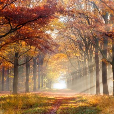 Sunlight filters through autumn trees along a forest path.