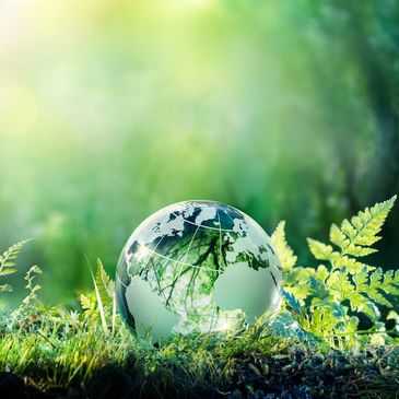 Glass globe resting on moss with green plants in soft sunlight.