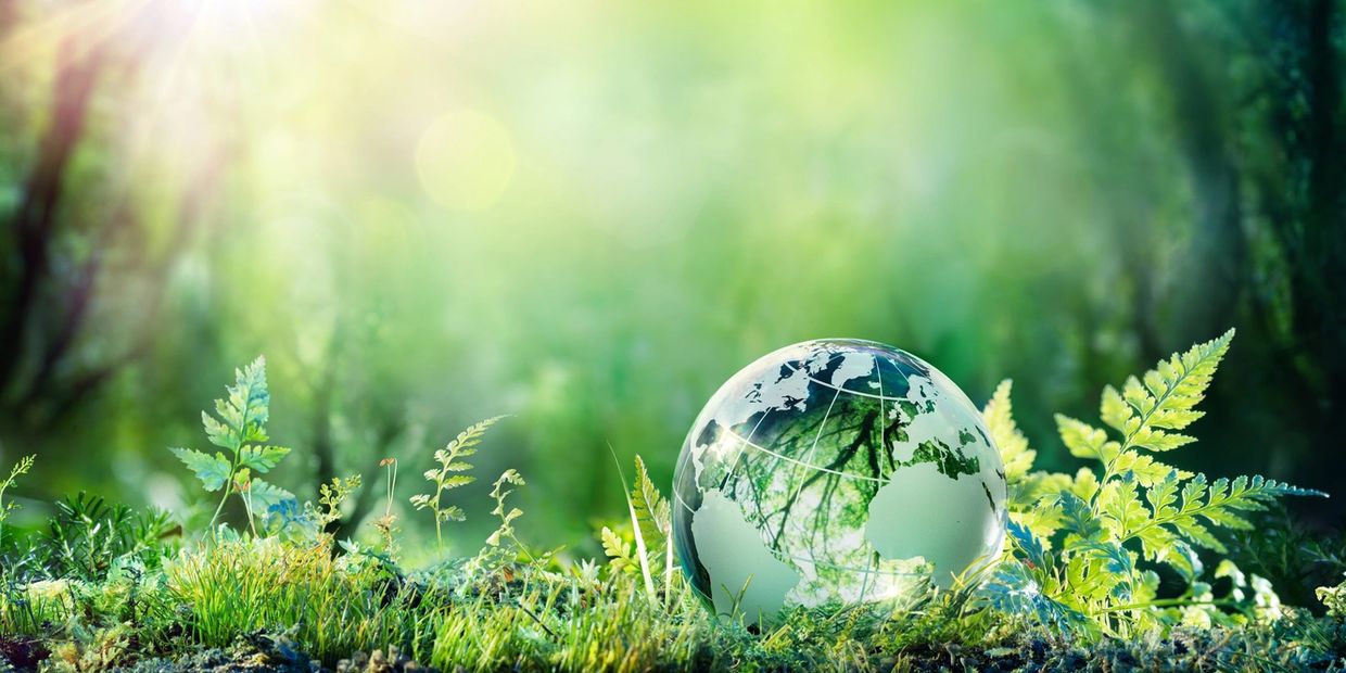 Glass globe sitting on forest floor.