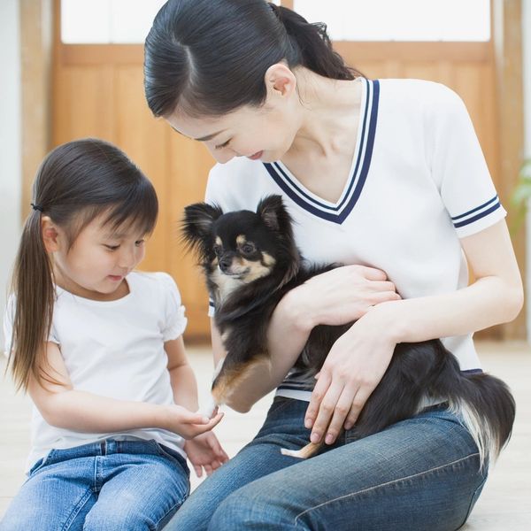 A woman hold a long hair chihuahua as her daughter touches the dog’s front paw.