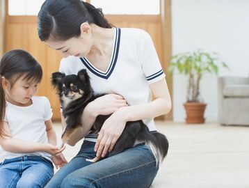 A mother and 3 yo daughter, holding a brown, black, and white long hair chihuahua