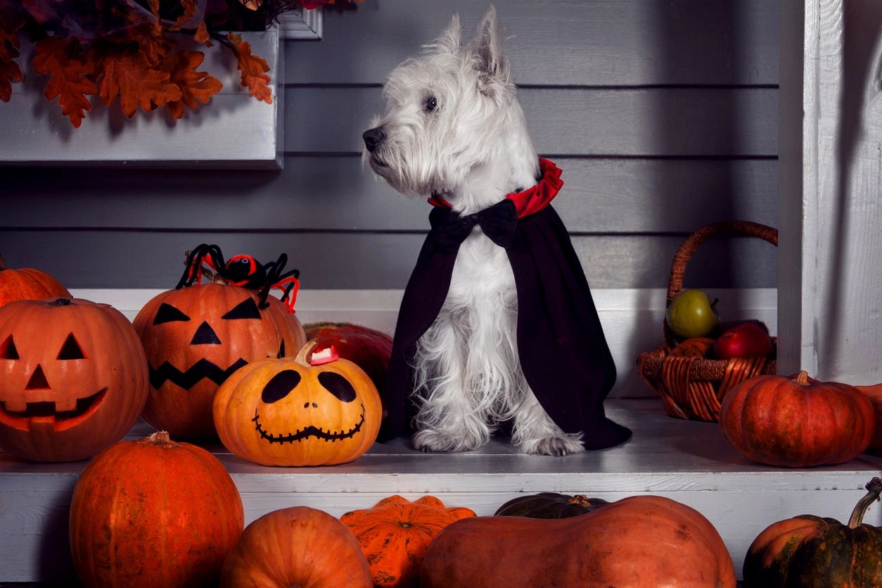 Best Halloween Costume Ideas For Pets 2021