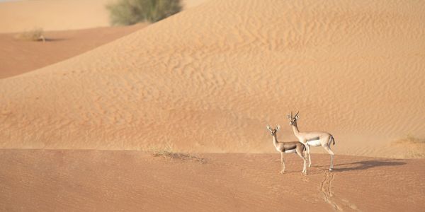 Oryx in Qatar