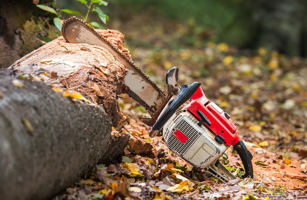 tony's tree service buffalo ny