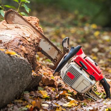 Image of a chainsaw resting on a recently cut log