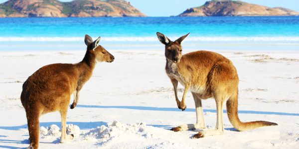 kangaroos on beach Australia boat save australia